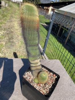 Parodia leninghausii